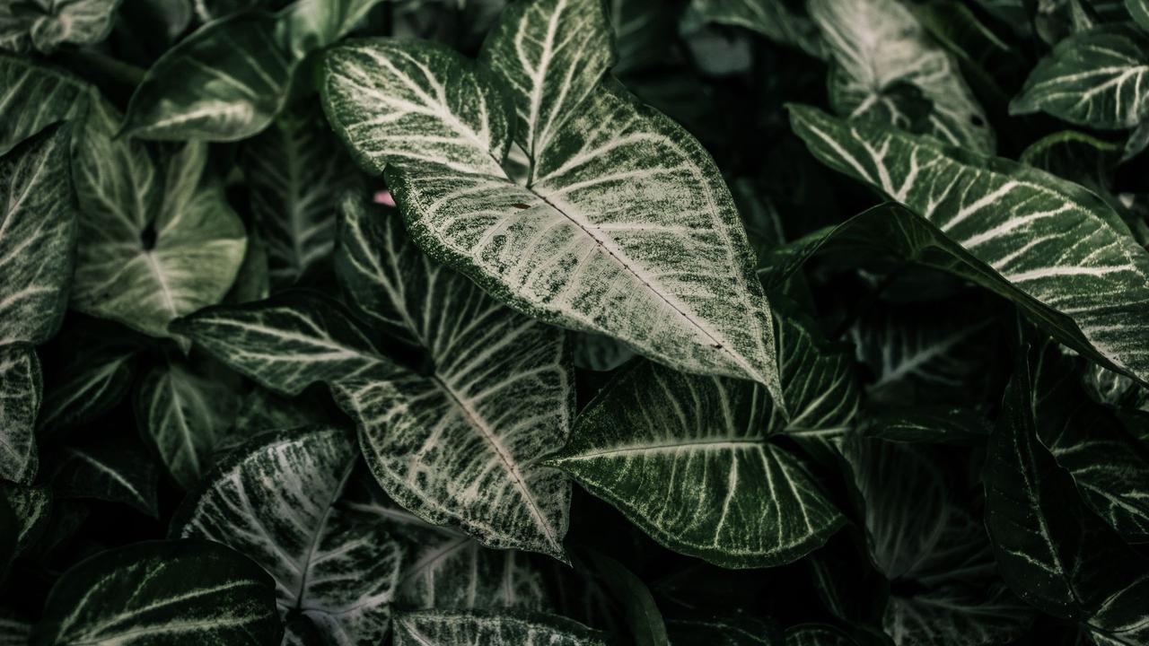 6 Tanaman Hias dengan Daun Berbentuk Panah yang Tampil Eksotis
