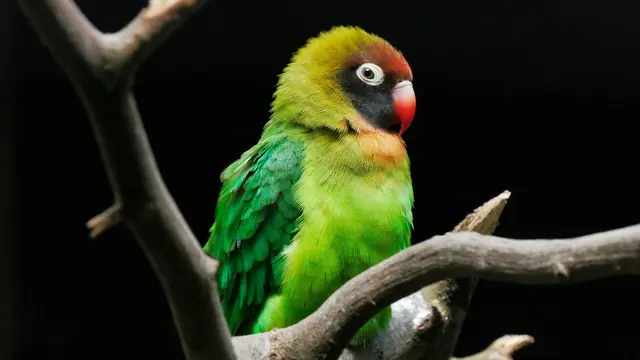 Ilustrasi burung lovebird