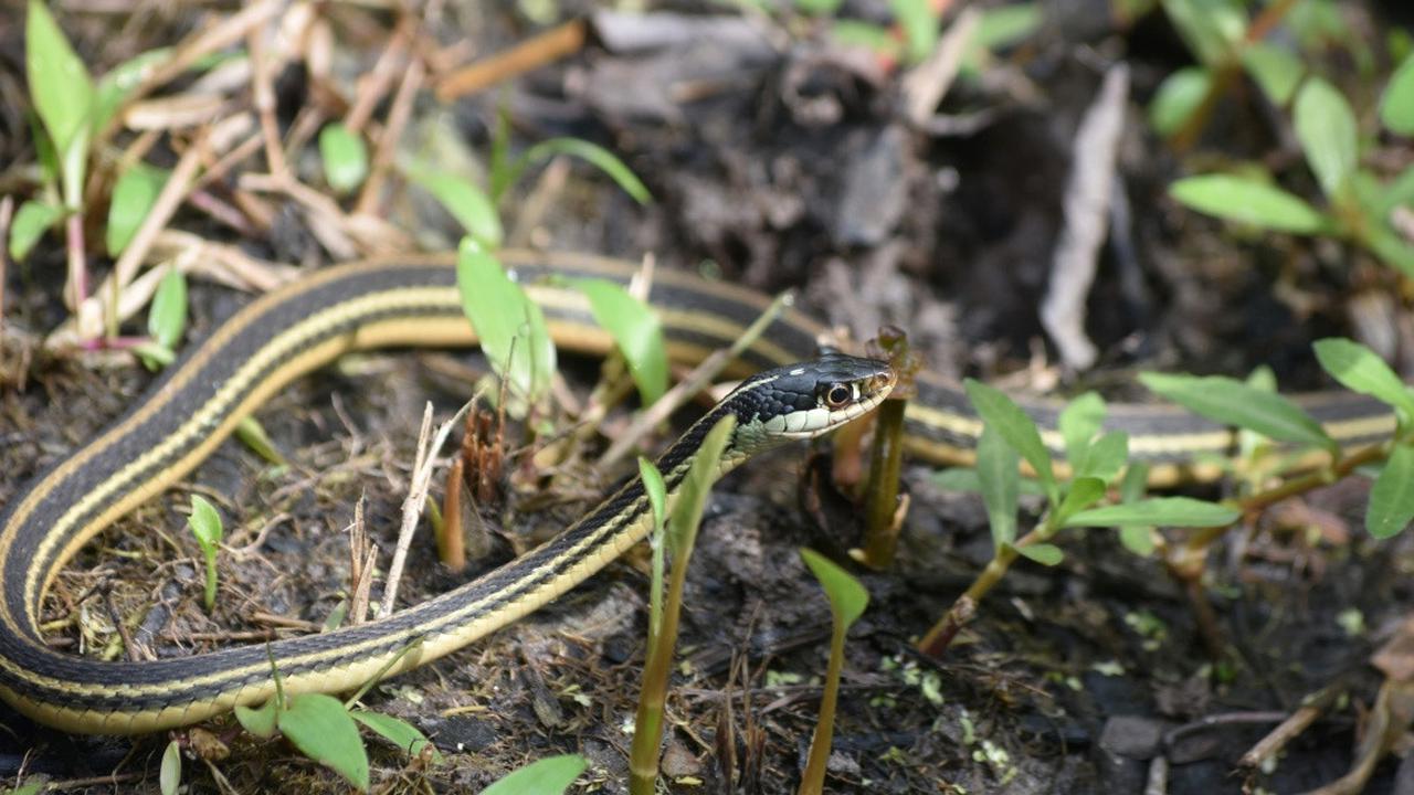 Ketahui Sederet Fakta Unik Ular Cicak Belang yang Dianggap Mirip dengan Spesies Berbisa