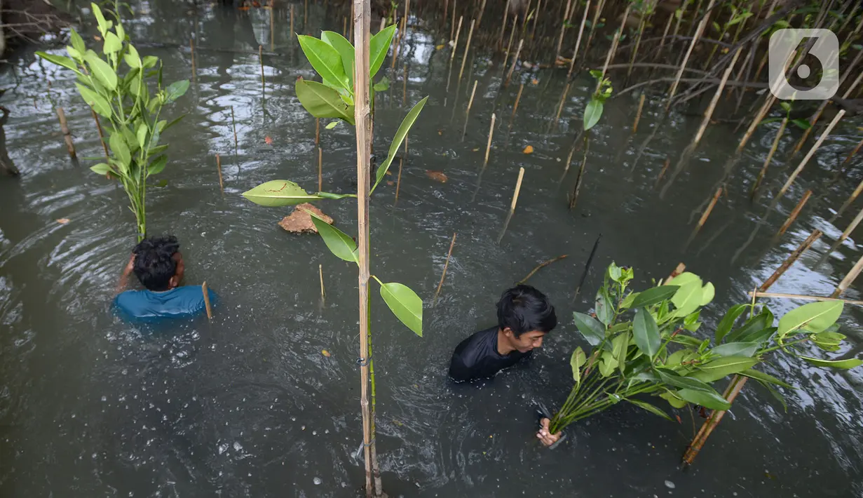 Pekerja menanam bibit bakau jenis Rhizophora di Kawasan Hutan Lindung  Angke, Jakarta Utara, Sabtu (31/10/2020). Pemprov DKI melakukan penanaman sebanyak 160 ribu bibit bakau yang ditanam sebagai upaya perlindungan dan konservasi kawasan pesisir Jakarta. (merdeka.com/Imam Buhori)