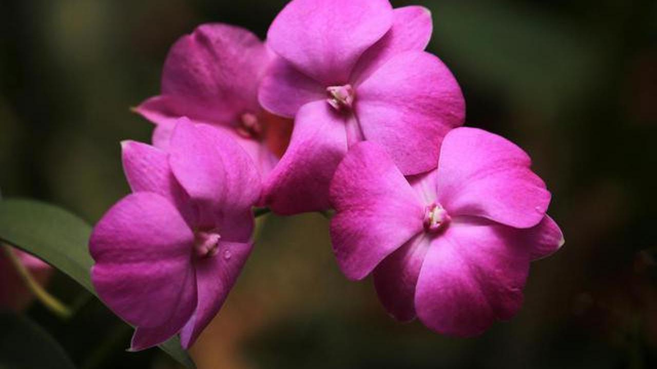 7 Tanaman Bunga yang Paling Cepat Tumbuh di Pot, Cocok untuk Pemula dan Lahan Sempit
