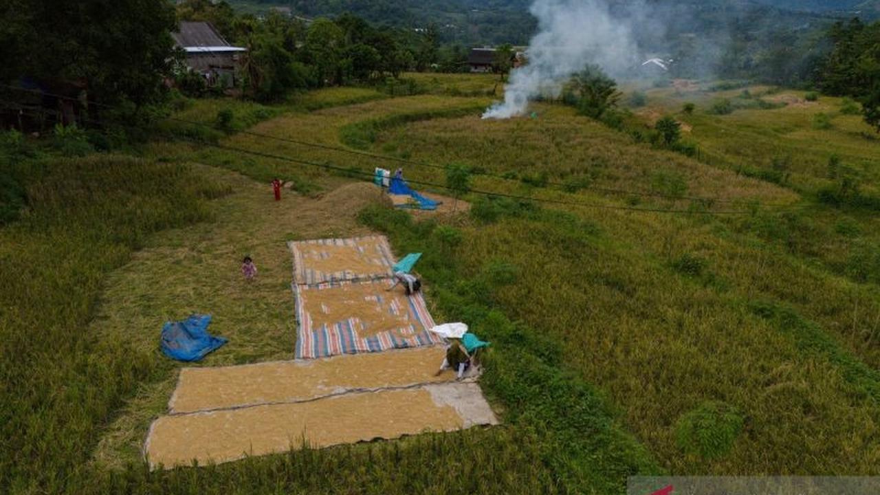 Ketahanan Pangan Indonesia Kuat Berkat Produksi Domestik, Bapanas Ungkap Proyeksi Positif