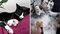Sakit Vitiligo, Kucing Hitam Berubah Warna Menjadi Putih