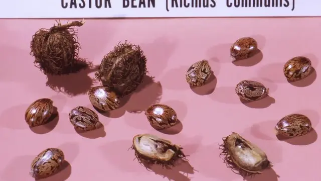Ricinus communis Lebih Beracun dari Sianida