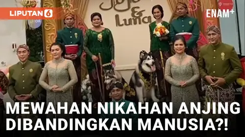 VIDEO: Habiskan Rp200 Juta, Sepasang Anjing Adakan Pernikahan Beradat Jawa
