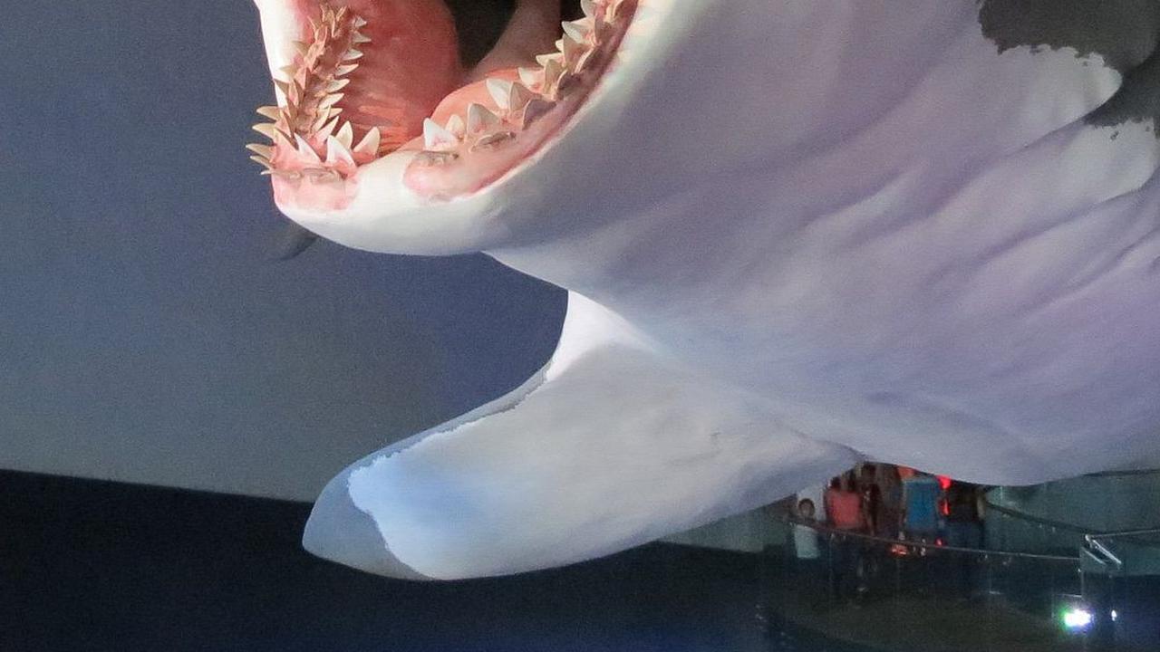 2. Megalodon Dinyatakan Punah Sejak 3,6 Juta Tahun yang Lalu<br>