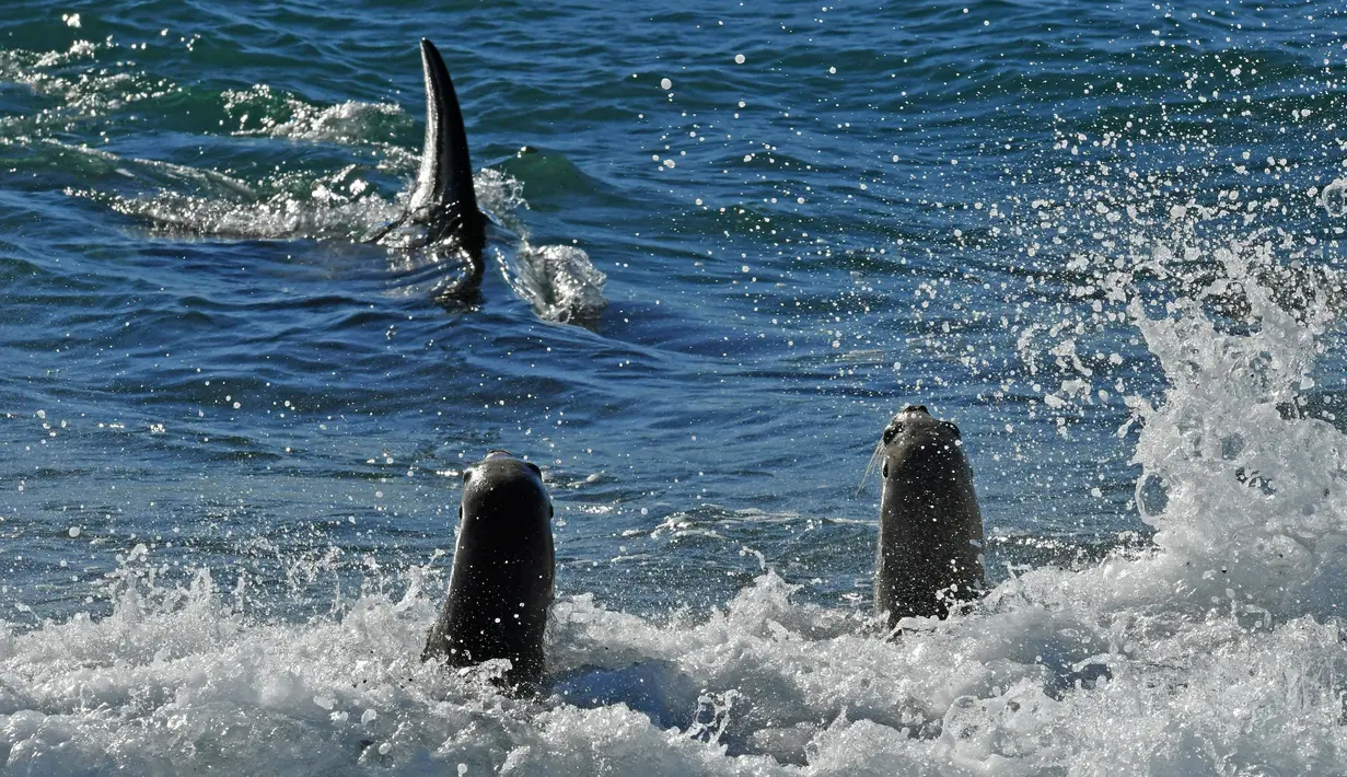 Paus pembunuh atau orca berenang dekat bibir pantai Punta Norte saat berburu singa laut di Argentina, Selasa (17/4). Setiap tahunnya pada bulan Maret dan April, paus orcas berburu singa laut muda yang sedang belajar berenang. (AP/Daniel Feldman)