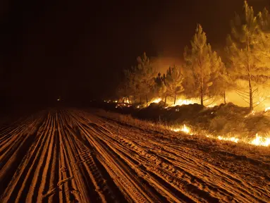 Kebakaran menghanguskan hutan di dekat Ituzaingo di provinsi Corrientes Argentina, Sabtu (19/2/2022). Kebakaran telah menghanguskan lebih dari setengah juta hektar. (AP Photo/Rodrigo Abd)