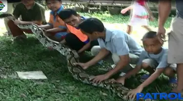 Sebelumnya, warga sempat kesulitan untuk menangkap reptil liar ini karena diketahui berada di kebun milik warga setempat.
