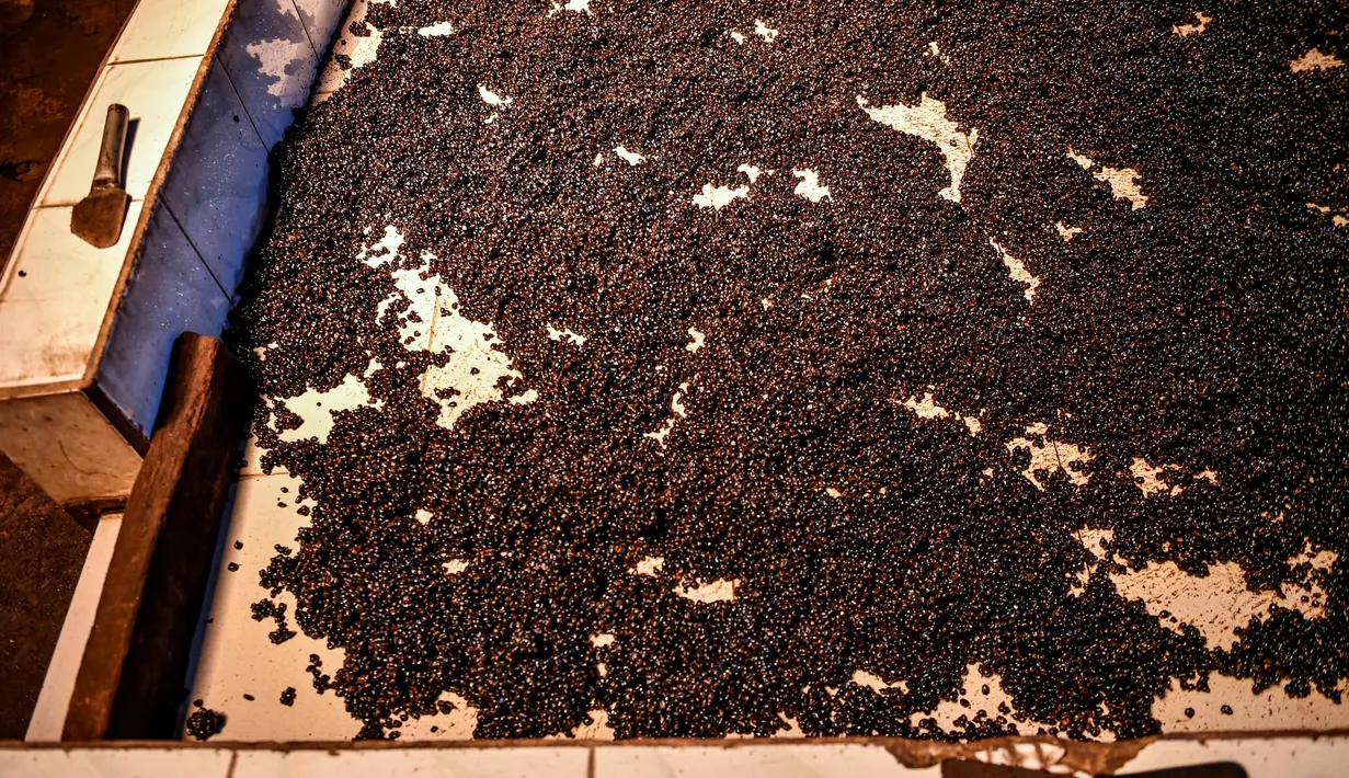 Biji kopi robusta keluar setelah disangrai secara tradisional di sebuah produsen biji kopi kecil di Banda Aceh (14/11/2020). (AFP/Chaideer Mahyuddin)