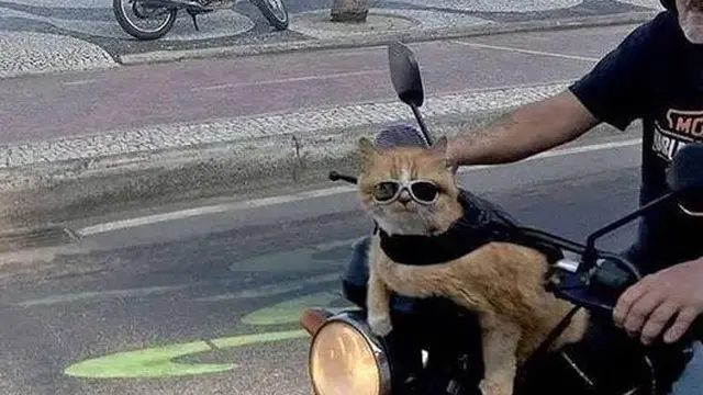 7 Potret Nyeleneh Orang Jalan-Jalan Bareng Kucing Ini Kocak Banget