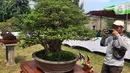 Pengunjung mengambil gambar tanaman bonsai saat pameran dan kontes di Lapangan Bola Chikal, Tapos, Depok, Jawa Barat, Minggu (4/12/2022). Harga tanaman bonsai tertinggi mencapai Rp 800 juta. (merdeka.com/Arie Basuki)