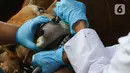 Petugas dinas KPKP memeriksa kondisi kesehatan mulut sapi di Rumah Pemotongan Hewan (RPH) PD Dharma Jaya, Cakung, Jakarta, Jumat (8/7/2022). Pihak pengelola RPH mencatat sekitar 135 sapi kurban akan dipotong di tempat tersebut pada Idul Adha 2022 yang akan dilaksanakan selama tiga hari. (Liputan6.com/Herman Zakharia)