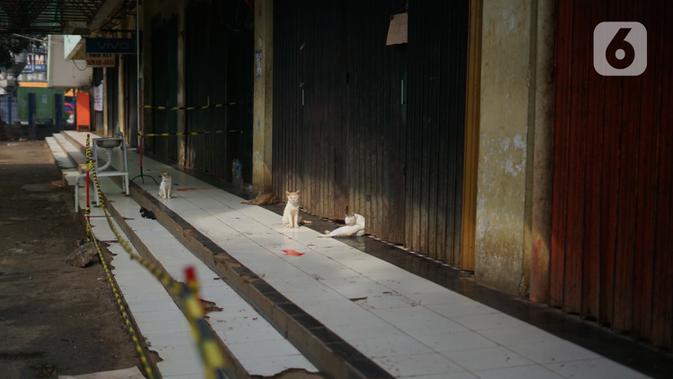 Sejumlah kucing terlihat di Pasar Minggu yang tutup di Kawasan Jakarta Selatan, Minggu (21/6/2020). Penutupan dilakukan menyusul ditemukannya tiga pedagang yang terkonfirmasi positif Covid-19 setelah dilakukan uji usap oleh puskesmas kecamatan beberapa pekan lalu. (Liputan6.com/Immanuel Antonius)