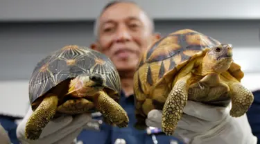 Wakil Direktur Bea Cukai Abdul Wahid Sulong menunjukkan dua kura-kura Madagaskar yang gagal diselundupkan di Sepang, Senin (15/5). Otoritas Malaysia menggagalkan penyelundupan 330 kura-kura langka yang terancam punah dari Madagaskar (AP Photo/Daniel Chan)