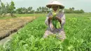 Seorang pentani memanen sayuran jenis Caisim di Teluk Naga, Kabupaten Tangerang, Kamis (20/4). Mereka bekerja sama dengan pasar modern untuk memasok sayuran ke gerai-gerai yang mereka miliki di wilayah Tangerang dan sekitarnya. (Liputan6.com/Helmi Afandi)