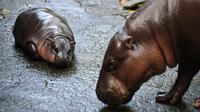 Moo Deng dalam bahasa Thailand berarti 'bouncy pig' alias babi mantul seperti bola. (Lillian SUWANRUMPHA/AFP)