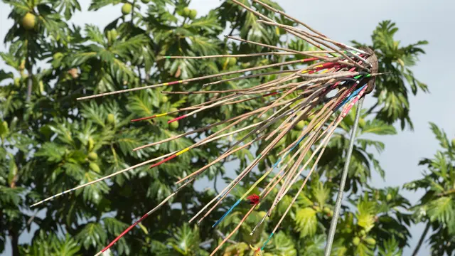 Panjat Pohon Kelapa