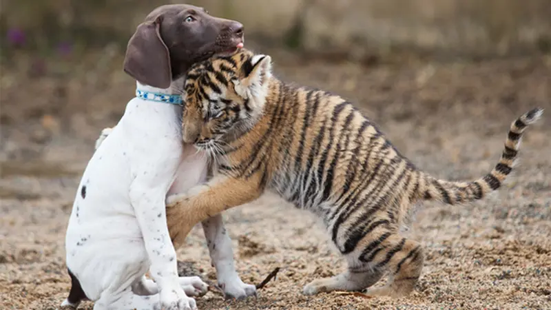 Mesranya Persahabatan Anjing dan Harimau Ini Bikin Iri Anjing dan Harimau, Mereka Beda Tapi Bersahabat Mesra