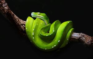 Ular Hijau. (Foto: David Clode/Unsplash)