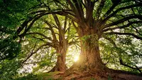 Pilih Satu Pohon Favorit, Jawabannya Ungkap Kepribadian Dominan Anda (jplenio/pixabay.com)