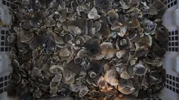 Kulit sisik trenggiling ditunjukan saat operasi anti-penyelundupan di Belawan, Sumatra Utara (13/6). Petugas menggerebek satu gudang yang di dalamnya terdapat 223 trenggiling beserta kulit sisiknya seberat kurang lebih 1 ton. (AFP Photo/Gatha Ginting)