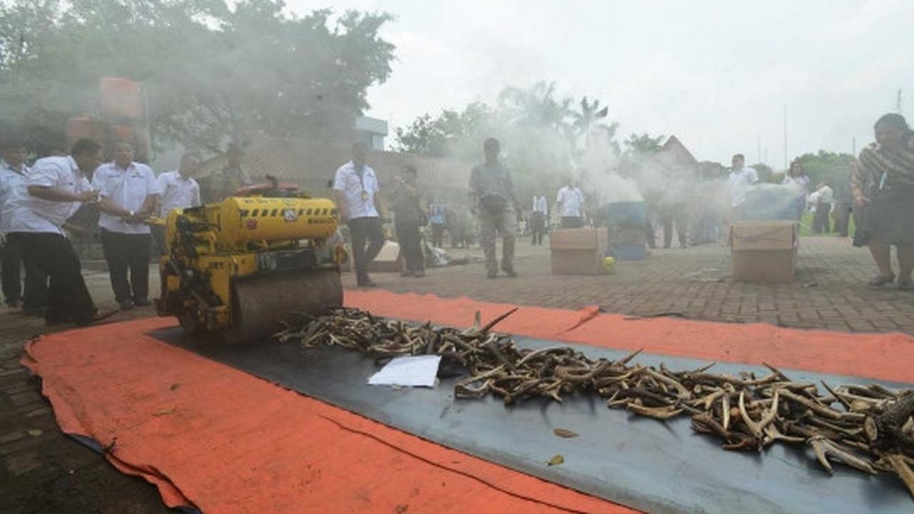 Pemusnahan barang bukti organ satwa dilindungi di Mabes Polri