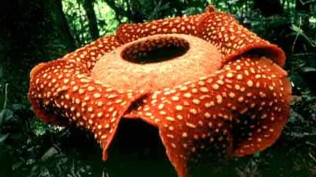 Foto: copyright Biologypop.com