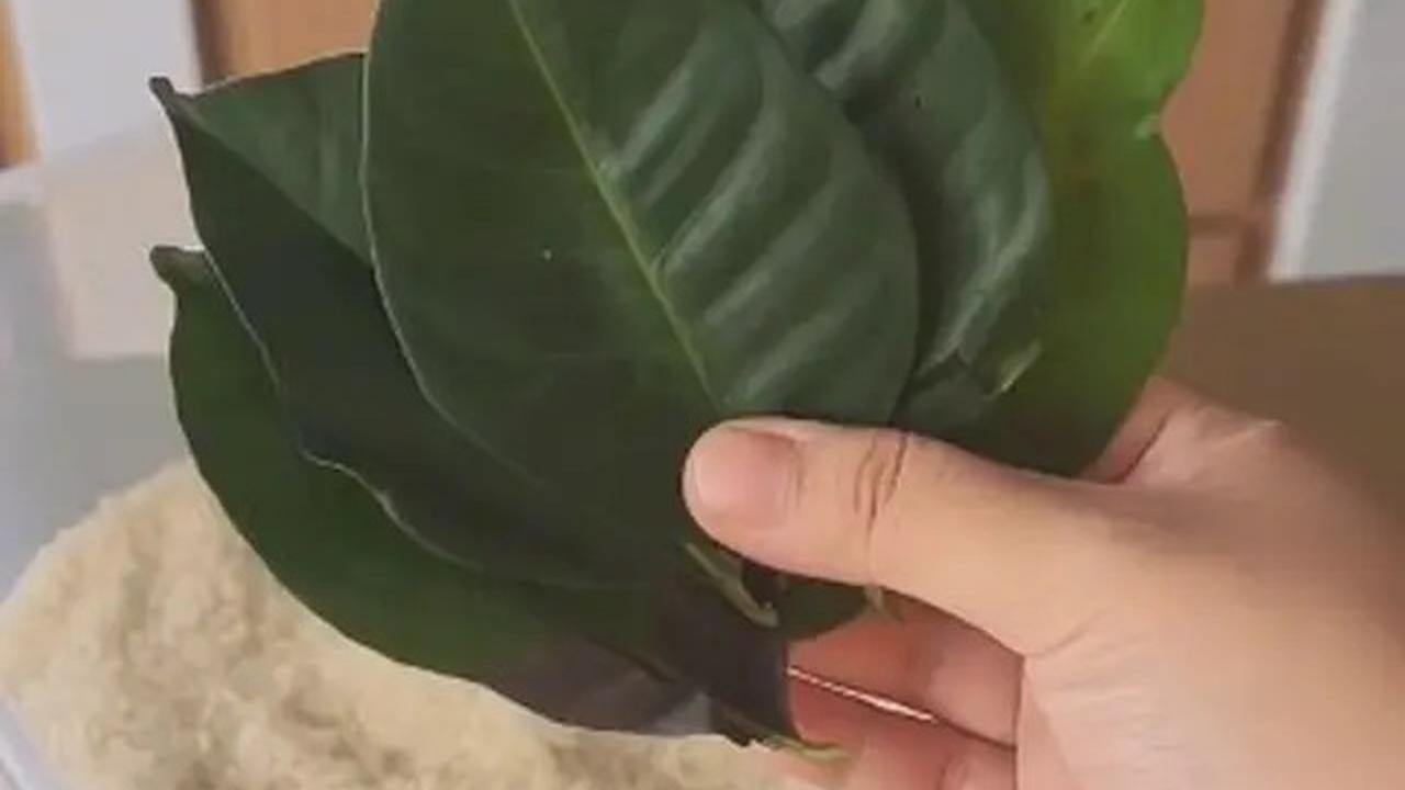 Cara Menyimpan Daun Jeruk Agar Tetap Awet dan Segar Hingga 3 Bulan