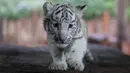 Bayi harimau benggala putih yang baru lahir di Yunnan Wildlife Zoo, China, 12 Oktober 2018.  Saat diperkenalkan ke publik, tiga anak harimau putih yang lahir 3 bulan lalu itu melakukan tingkah laku yang menggemaskan. (FRED DUFOUR / AFP)