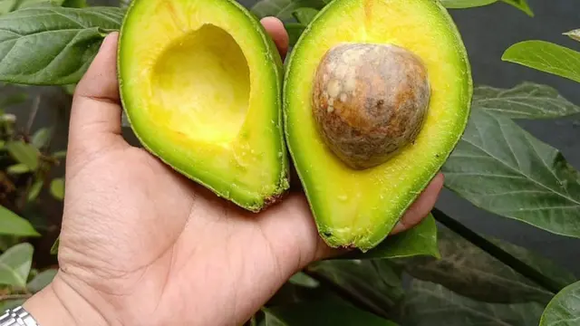 Sayuran dengan Kandungan Protein Tertinggi yang Bisa Ditanam Sendiri