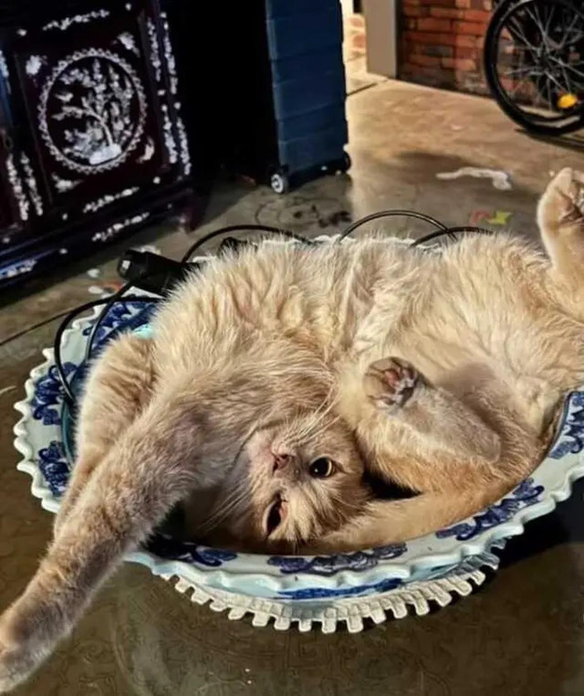 Foto-Foto Kucing Nirina Zubir, Banyak yang Diselamatkan dari Jalanan