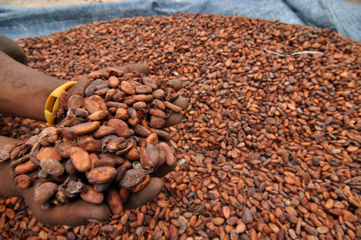 Harga Referensi Biji Kakao Naik Imbas Penutupan Selat Hormuz