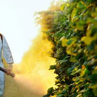 Ilustrasi Pestisida (iStock)