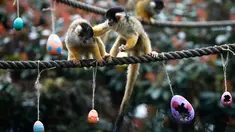 Seekor monyet tupai mendorong pasangannya pergi saat memakan telur Paskah di Kebun Binatang London, Inggris, Kamis (29/3). Monyet-monyet tersebut berebut hadiah talur Paskah yang berisi cacing dan biji-bijian. (AP Photo/Alastair Grant)