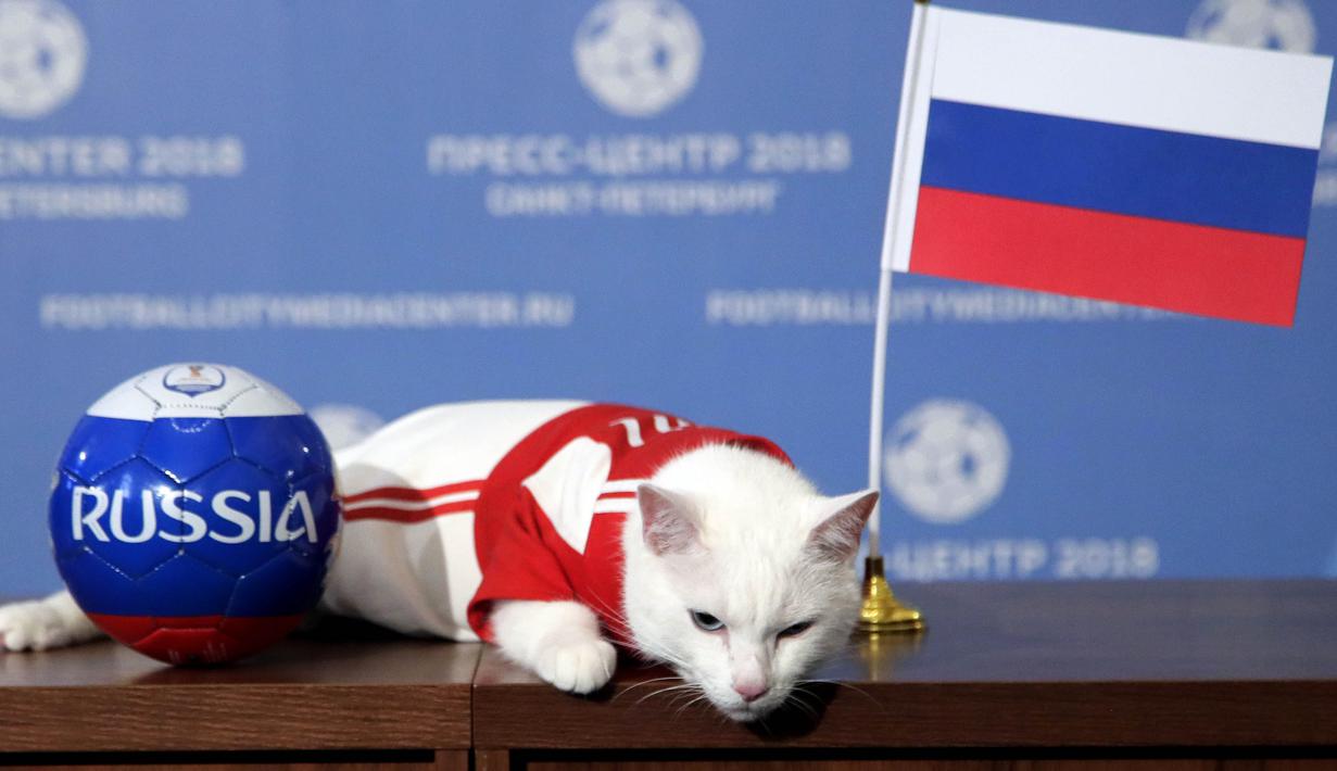 FOTO: Achilles, Si Kucing Peramal di Piala Dunia 2018 - Pesta Bola Rusia  Bola.com