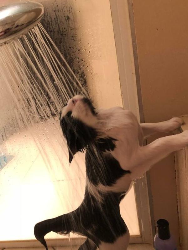 10 Potret Tingkah Laku Kucing yang Membuat Manusia Heran