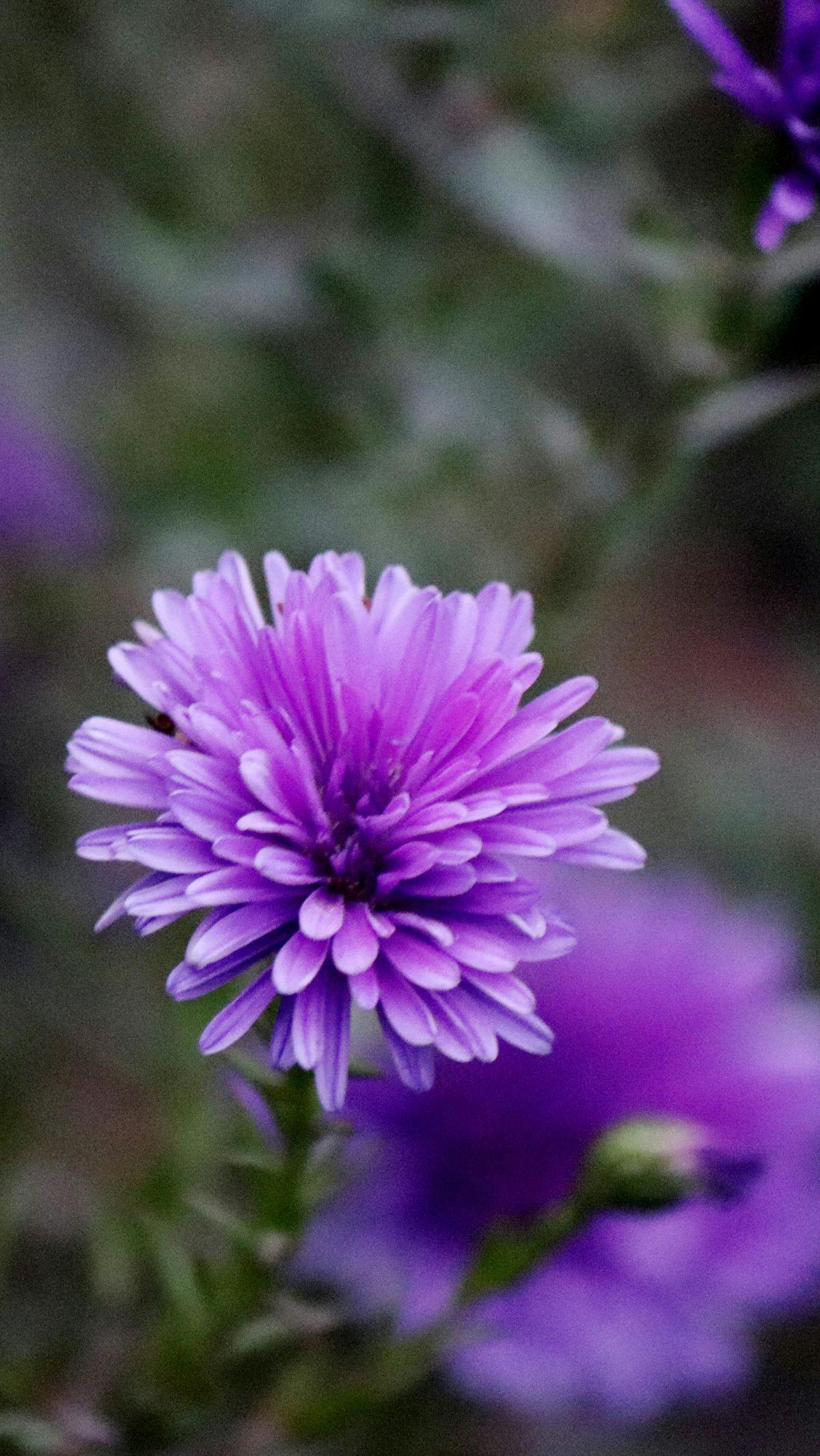 <b>Bunga Aster</b><br>