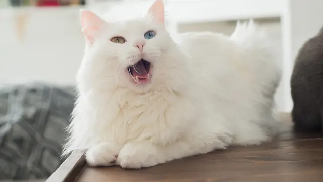 Kucing Anggora/Shutterstock.