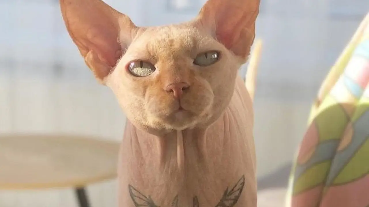 Wanita Ini Mendapat Kecaman Dari Pecinta Hewan Usai Mentato Kucing Peliharaannya