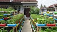 8 Inspirasi Kebun Cabai dari Botol Plastik, Bisa Percantik Halaman Rumah