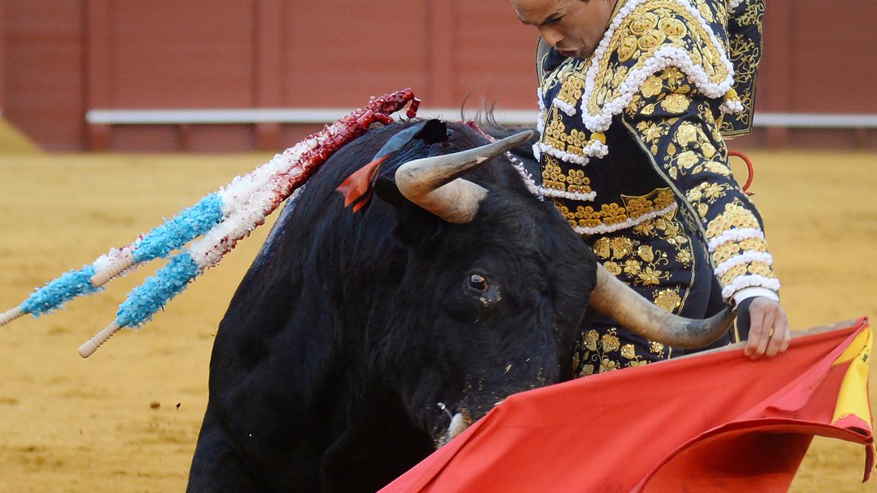 Sengitnya Pertarungan Matador dan Banteng di Sevilla