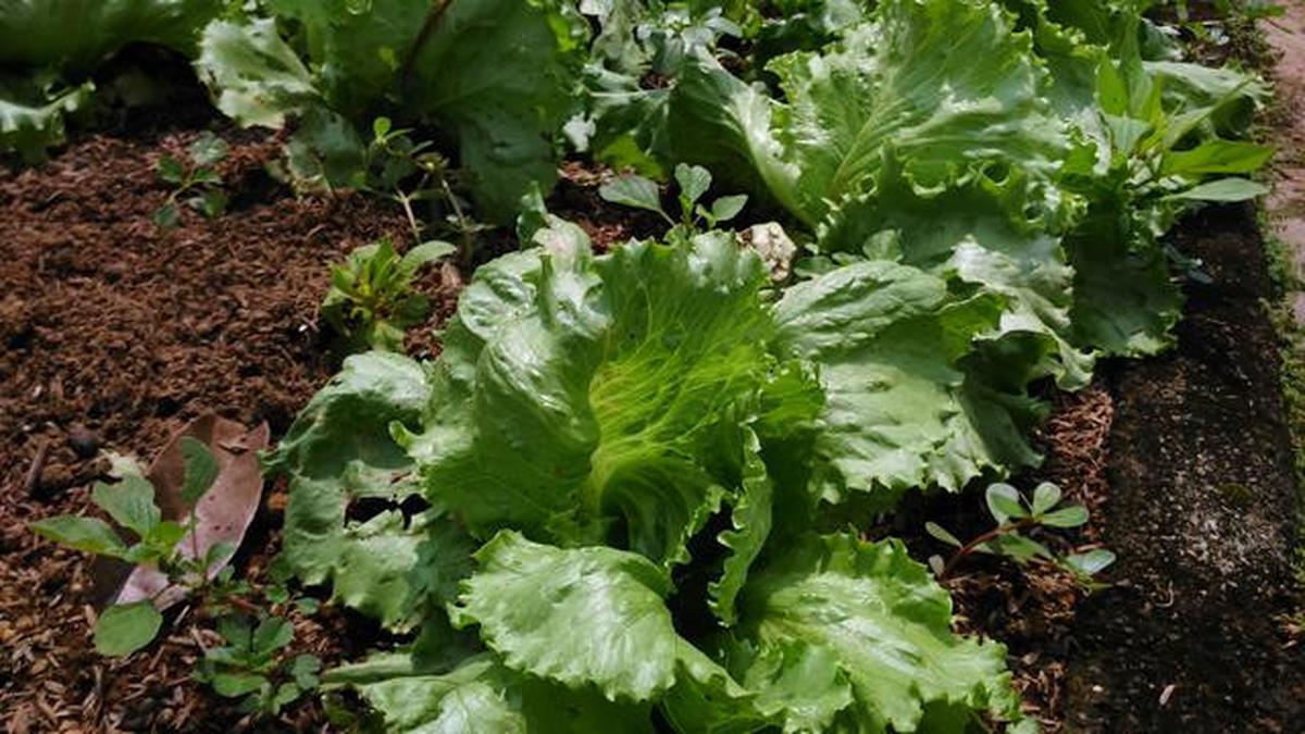 9 Cara Memanfaatkan Lahan Sempit untuk Kebun Mini Tanpa Risiko Keamanan bagi Keluarga