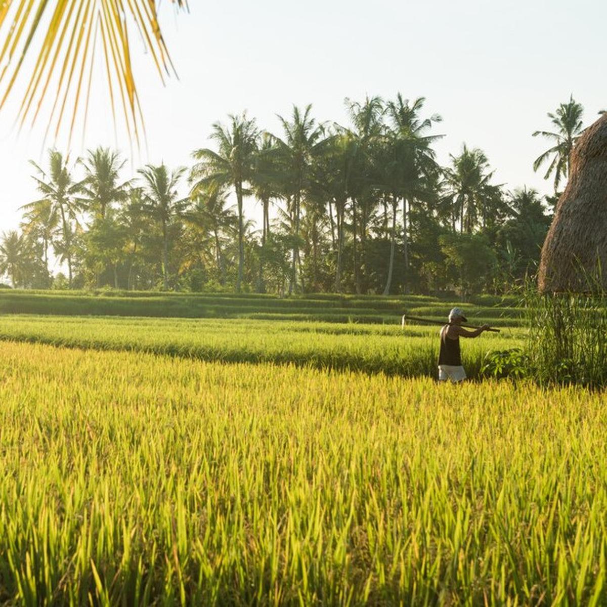 Sawah