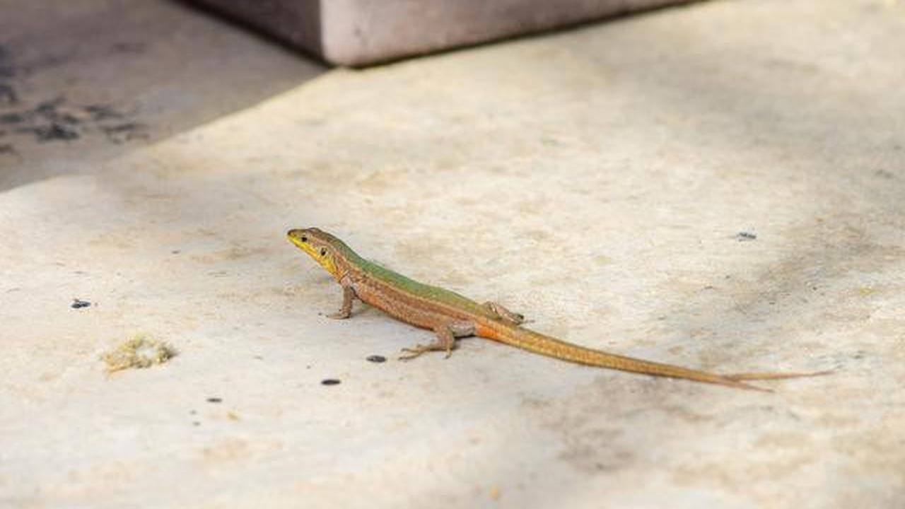 Apakah Cicak Beracun Jika Tidak Sengaja Menyentuh Makanan?