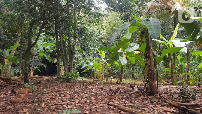 Tampak lahan di RT 05/RW 05 Kelurahan Pondok Ranggon yang dikabarkan jadi lokasi pembangunan DP Rp 0, Jakarta Timur, Rabu (10/3/2021). KPK sedang menyelidiki Program Rumah DP 0 Rupiah yang berada di Munjul, Kelurahan Pondok Ranggon, Kecamatan Cipayung, Jakarta Timur. (Liputan6.com/Herman Zakharia)