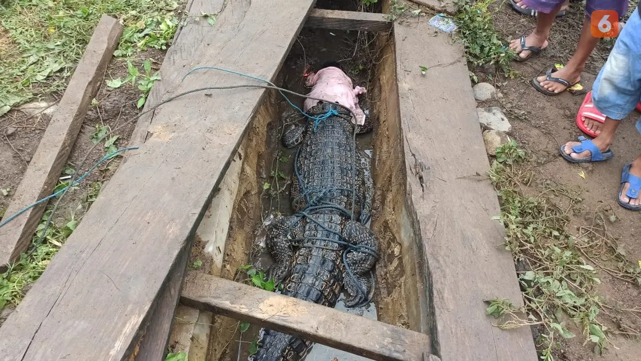 Seekor buaya berukuran 2.5 meter yang diamankan warga Gorontalo Utara (Arfandi/Liputan6.com)