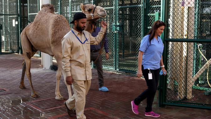 Seorang pawang membawa untanya menunju bangsal operasi di rumah sakit khusus unta di Dubai, Uni Emirat Arab. Rumah sakit hewan ini juga dilengkapi dengan arena balap mini untuk membuat para unta itu berlatih berlari setelah menjalani perawatan. (PATRICK BAZ/DUBAI MEDIA OFFICE/AFP)