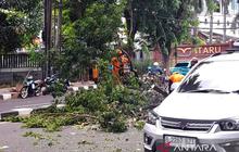 Enam Pohon Tumbang di Jakarta Pusat Akibat Angin Kencang, Satu Warga Terluka