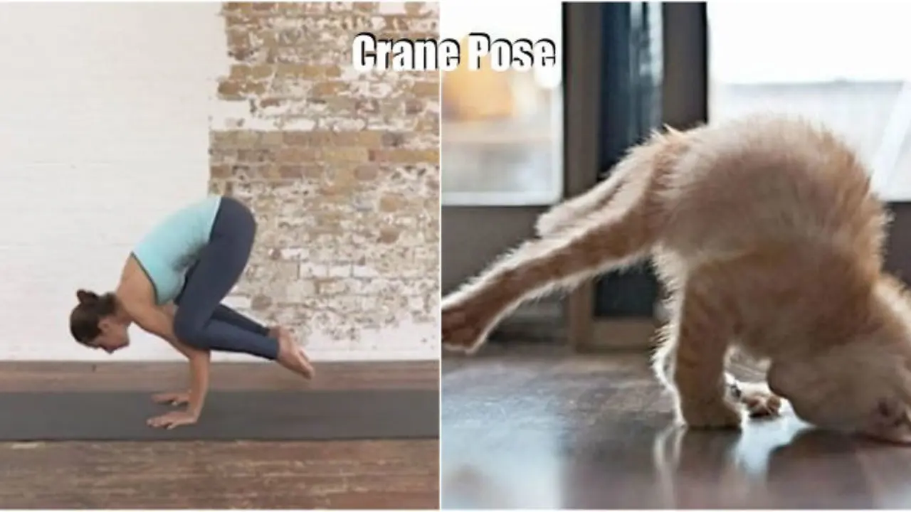10 Pose Yoga Menggemaskan yang Dilakukan oleh Hewan